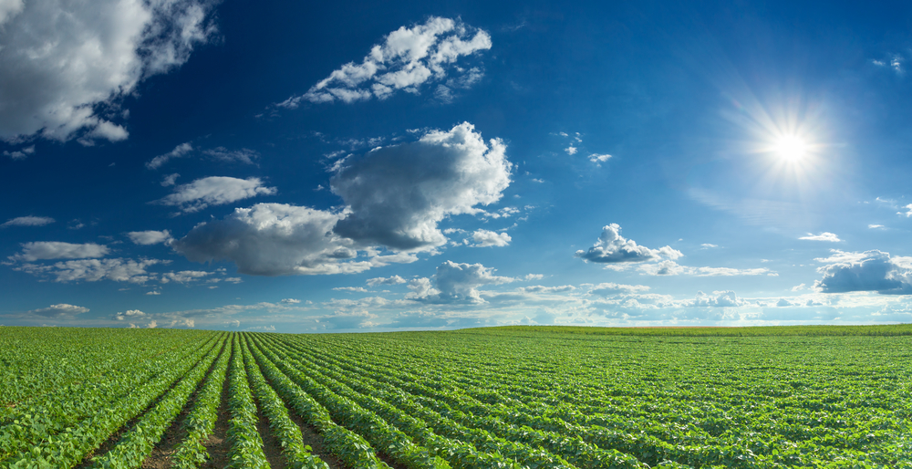 A vast field with neat rows of green crops stretches to the horizon under a bright, sunny sky with scattered clouds. The sun shines brightly in the clear blue sky, casting light over the landscape.