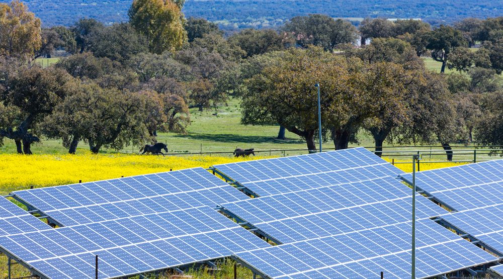 A field of solar panels situated on a gently sloping landscape, surrounded by lush greenery and yellow wildflowers. In the background, there are scattered trees and a few grazing animals, with a range of hills visible on the horizon under a clear sky.